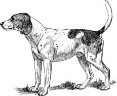 hound dog, black and white illustration