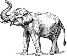 elephant mammal drawing