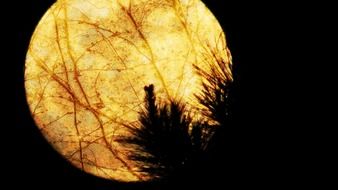 gold moonlight