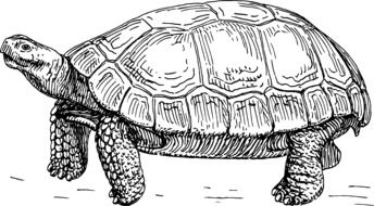 tortoise turtle animal drawing