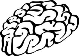 human brain on white background