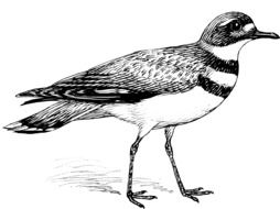 ornithology book
