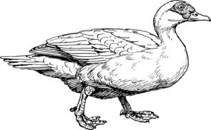 duck animal drawing