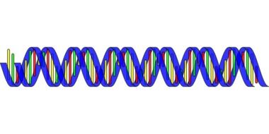 helix of dna