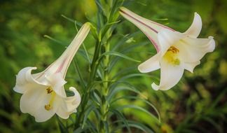 white trumpet lily flower