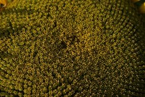 top view on ripe sunflower