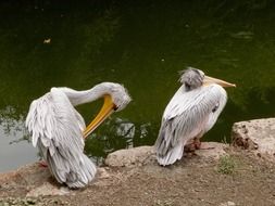 two pelicans on the stone coast