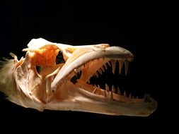 skull of predator