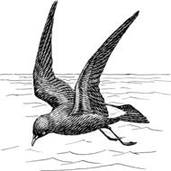 gull sea bird drawing