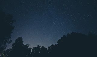 starry sky over the trees