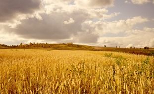 golden field on a background of white clouds