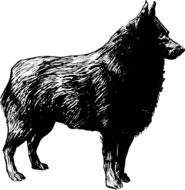 dog wolf animal biology drawing