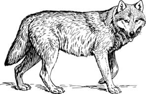 drawing of a wolf on a white sheet