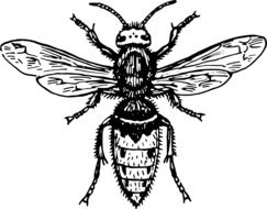 hornet wasp animal drawing