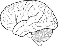 illustration of human brain