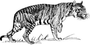 tiger animal drawing