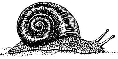 grapevine snail drawing