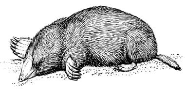 mole blind animal biology mammal drawing