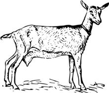 goat illustration