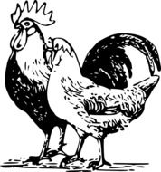 cock hen poultry drawing