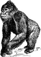 gorilla as a black and white graphic illustration