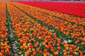 Tulips in Netherlands