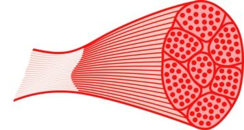 human muscle in anatomy