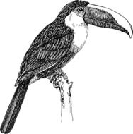 painted toucan