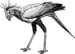 Clipart of ostrich like bird