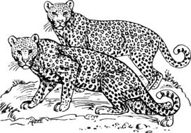 drawn two leopards