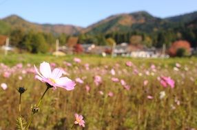 pink flowers on a field in japan