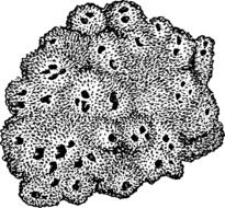 gray sea sponge clipart
