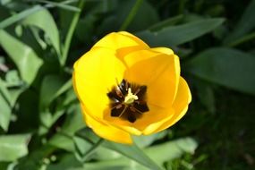 yellow tulip above green leaves