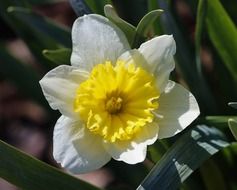 yellow and white daffodil