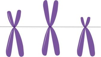 chromosomes genetics metacentric