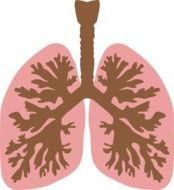 lungs air tube