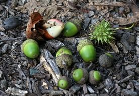 green acorns among dry foliage