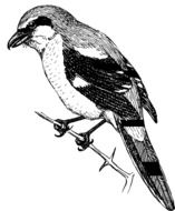 ornithology bird sketch