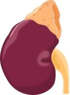 kidney anatomy
