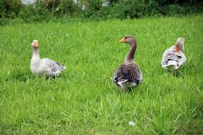 Photo of geese on a meadow