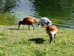 goose rush