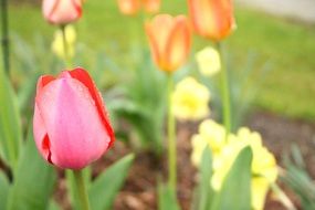 tulip colorful flower