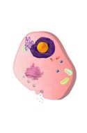 cell nucleus cytoblast darwing