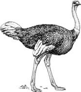 ostrich animal biology bird