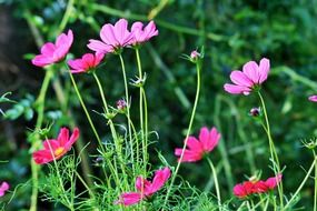 cute pink cosmos flowers