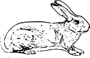 Clipart of rabbit