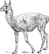 llama as a illustration