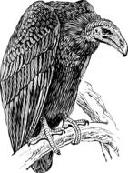vulture scavenger drawing
