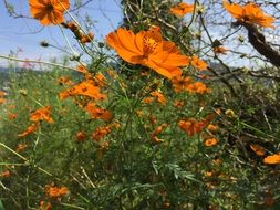 orange cosmos flowers on the field