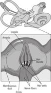 man's inner ear